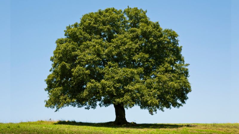 Madera de roble, propiedades, tipos y usos